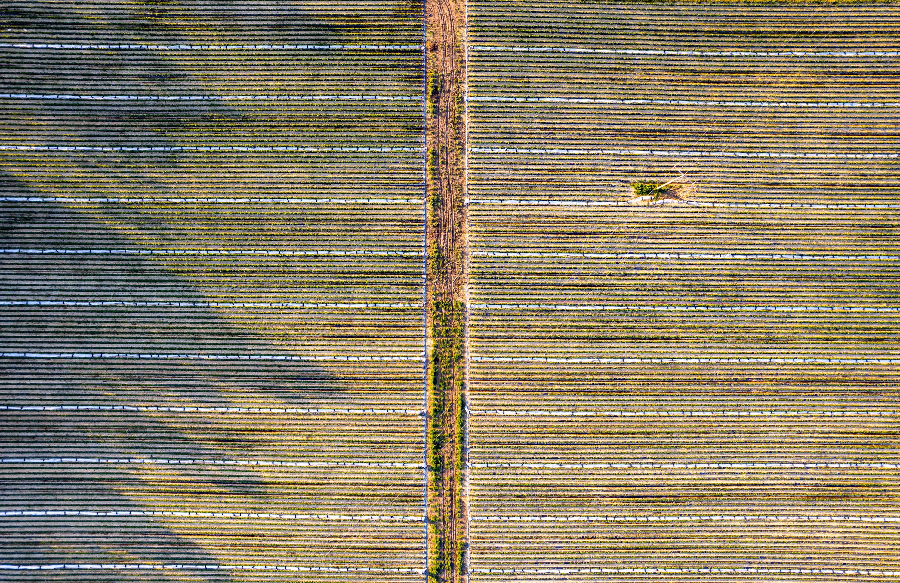 Crop Protection